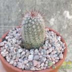 Collecion de Duke_28