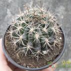 Collecion de Duke_28