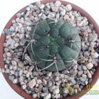 Collecion de Duke_28