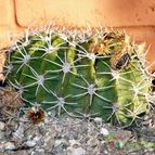 Collecion de EL CARDONCITO