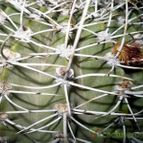 Collecion de EL CARDONCITO