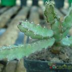 Euphorbia limpopoana