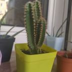 Acanthocereus tetragonus cv. fairy castle