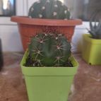 Melocactus matanzanus