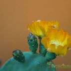 Collecion de Edemichelis