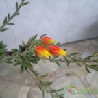 Collecion de Edemichelis