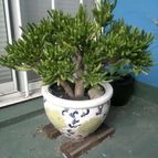 Collecion de Edemichelis