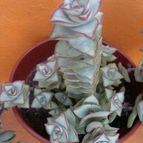 Collecion de Edemichelis