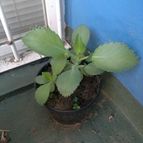 Collecion de Edemichelis