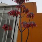 Collecion de Edemichelis