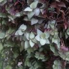 Collecion de Edemichelis
