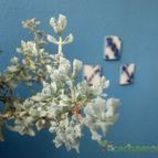 Collecion de Edemichelis
