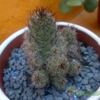 Collecion de Edemichelis