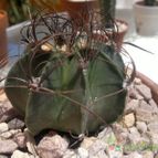 Collecion de Edemichelis