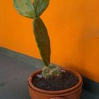 Collecion de Edemichelis