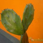 Collecion de Edemichelis