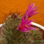 Collecion de Edemichelis