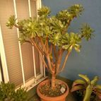 Collecion de Edemichelis