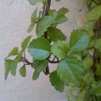 Collecion de Edemichelis