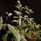 Collecion de Edemichelis