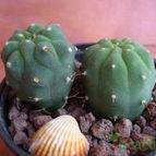 Collecion de Emilio V