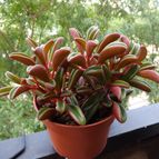 Collecion de Emilio V