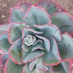 Collecion de Emilio V