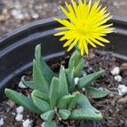 Bergeranthus vespertinus