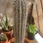 Collecion de Emilio V