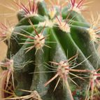 Collecion de Emilio V