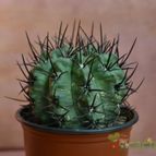 Collecion de Emilio V