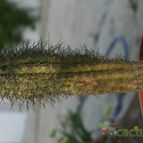 Collecion de Esbima