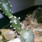 Collecion de Esteban79