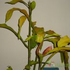 Epiphyllum oxypetalum