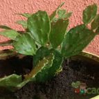 Collecion de Fabiana2073
