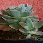 Collecion de Fabiana2073
