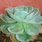 Collecion de Fabiana2073