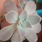 Collecion de Fabiana2073