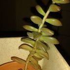 Graptosedum cv. Bronze (Graptopetalum paraguayense x Sedum stahlii) (Hibrido)