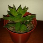 Collecion de Fabiana_andrea