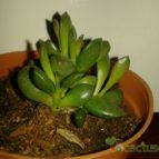 Collecion de Fabiana_andrea