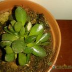 Collecion de Fabiana_andrea
