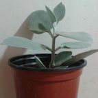 Collecion de Fabiana_andrea