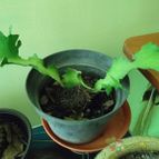 Euphorbia bougheyi