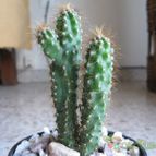 Collecion de Fede-Cantoni