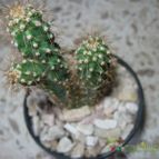 Collecion de Fede-Cantoni
