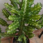 Collecion de Fer Torres