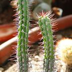 Collecion de Fer Torres