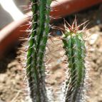 Collecion de Fer Torres