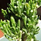 Collecion de Fer Torres